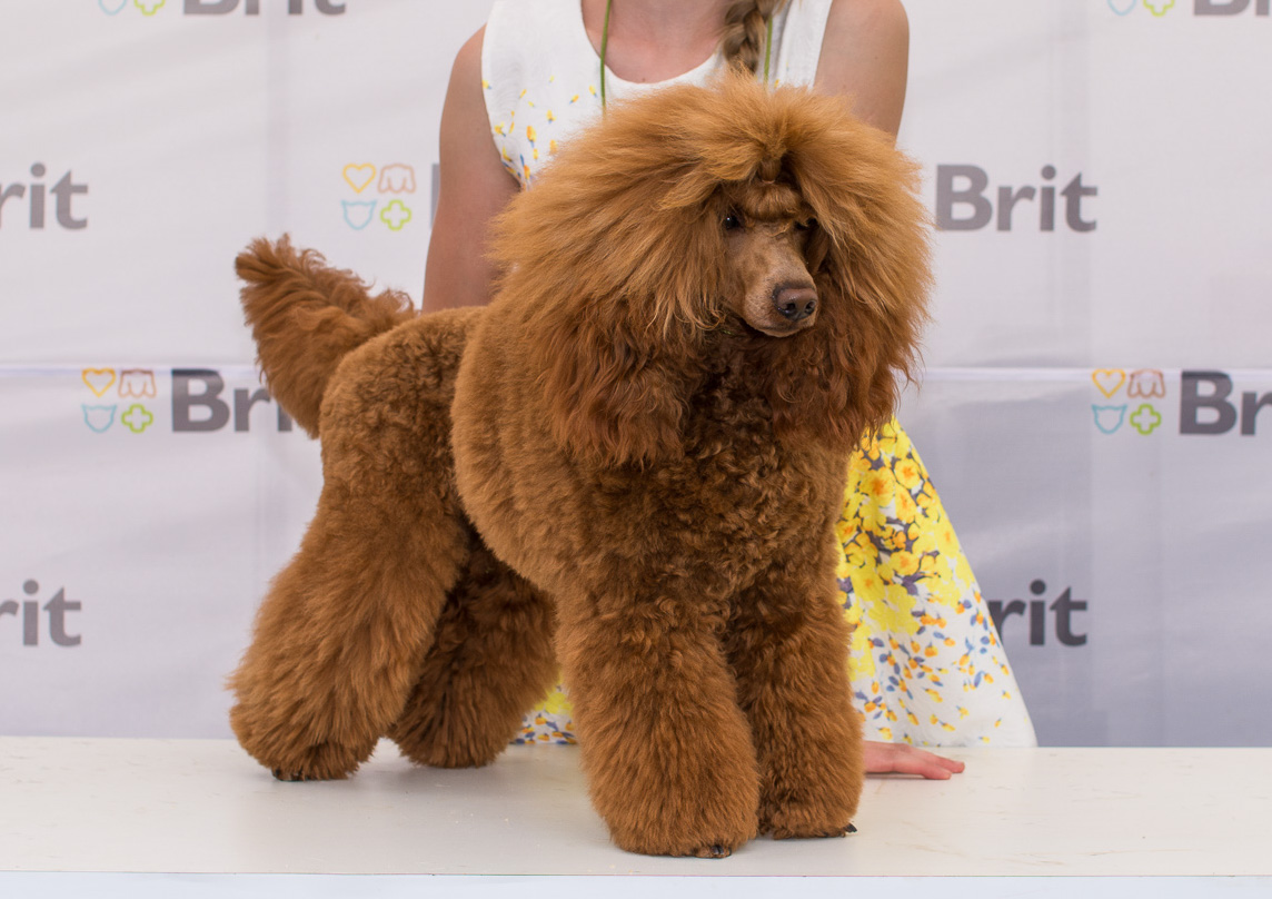 Corded clearance toy poodle